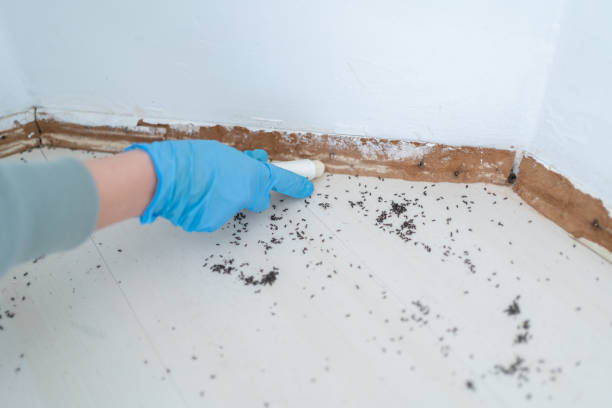 Best Pest Inspection Near Me  in Cottonwood, ID